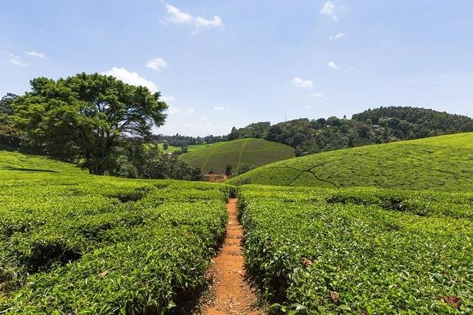 Day tour to Kiambethu tea farm in Limuru from Nairobi - Verandah views and the three-course buffet