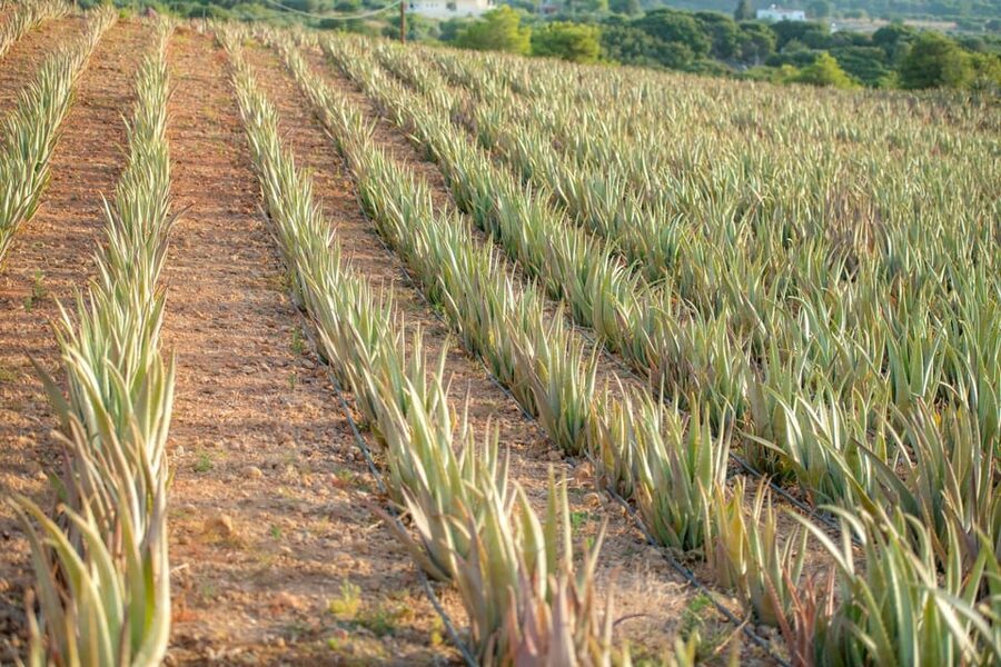 Discover Aloe: A Farm Walk & Workshop - Key points at a glance