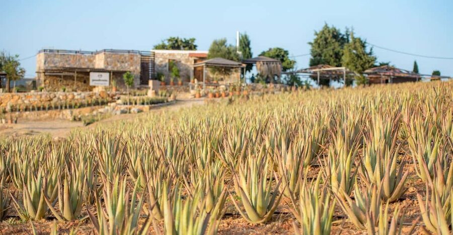Discover Aloe: A Farm Walk & Workshop - Walking through the Aloe Vera fields