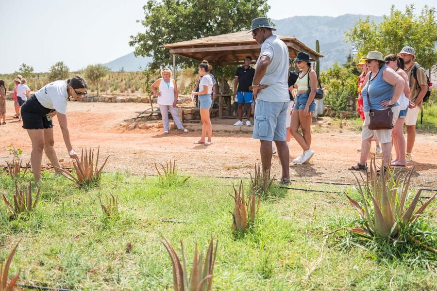 Discover Aloe: A Farm Walk & Workshop - A welcome drink and time to linger