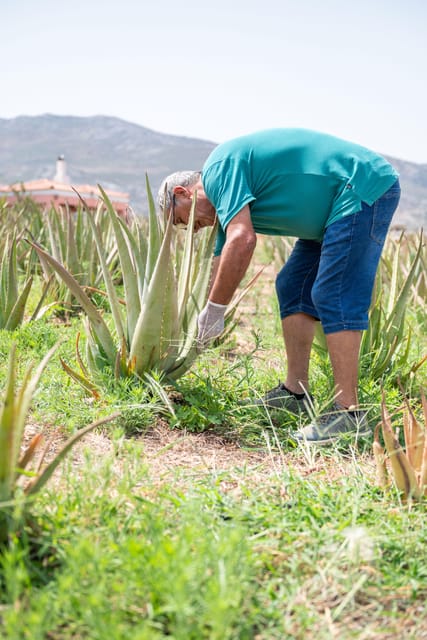 Discover Aloe: A Farm Walk & Workshop - Timing, meeting point, and planning tips