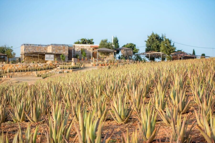 Discover Aloe: A Farm Walk & Workshop - What you learn about Aloe Vera