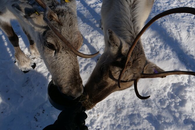 Discover Inari: Reindeer Farm, Siida Museum & Open Fire Lunch - What makes this Inari day special