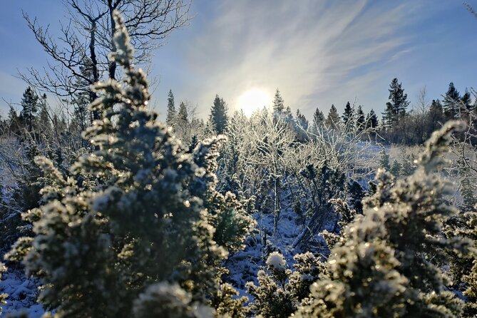 Discover Inari: Reindeer Farm, Siida Museum & Open Fire Lunch - A bonfire lunch beside the water