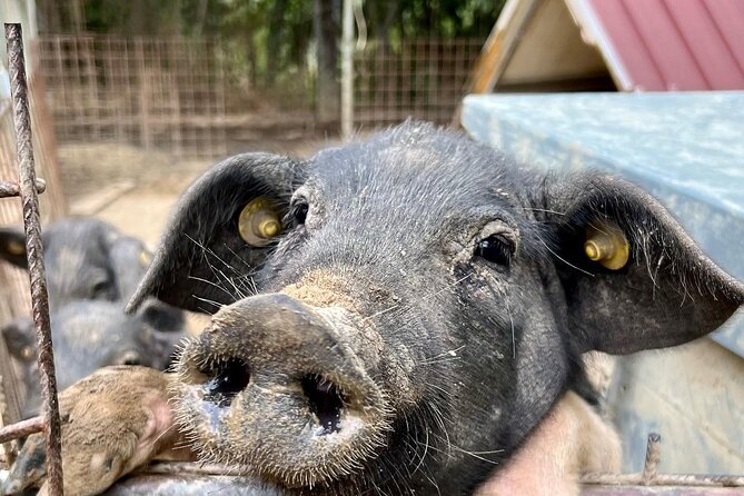 Discover Montepulciano: Cinta Senese Pigs, Lunch & wine in a Farm - Walking among vines, olive trees, and pigs