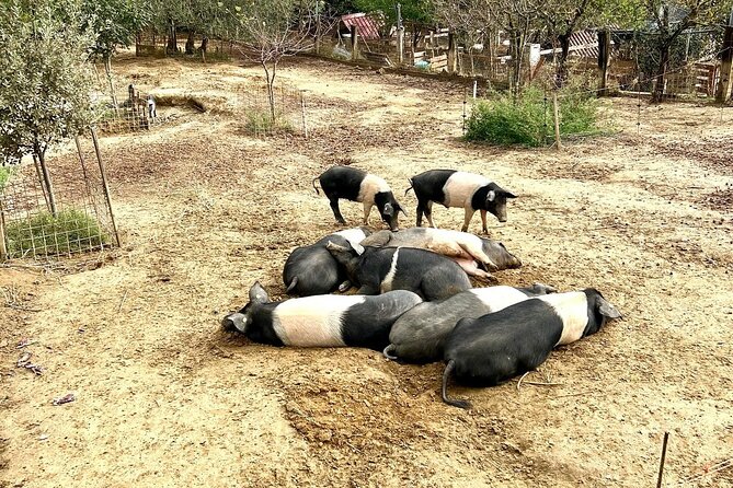 Discover Montepulciano: Cinta Senese Pigs, Lunch & wine in a Farm - What arrives on the wooden table