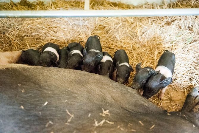 Discover Montepulciano: Cinta Senese Pigs, Lunch & wine in a Farm - Wine, cantucci, and a slow finish