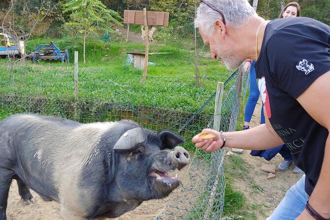 Discover Montepulciano: Cinta Senese Pigs, Lunch & wine in a Farm - Finding Via Madonna della Querce, 6