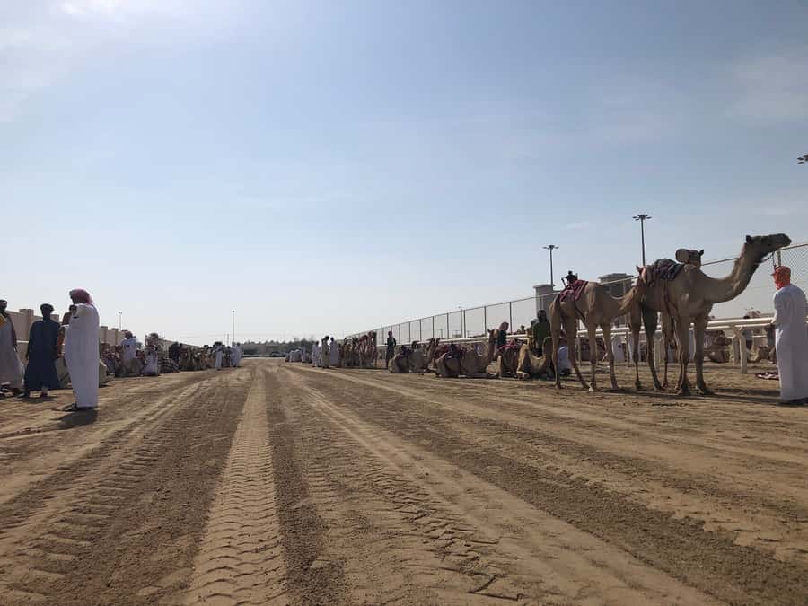 Doha Camel Racing Track: Oryx Farm & Sheikh Faisal Museum. - Why this outing works beyond central Doha