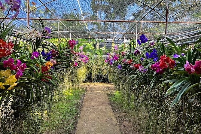 Doi Suthep Temple, Pha Lat Temple, Sticky Waterfall, Orchid farm - The private vehicle makes the long day easier