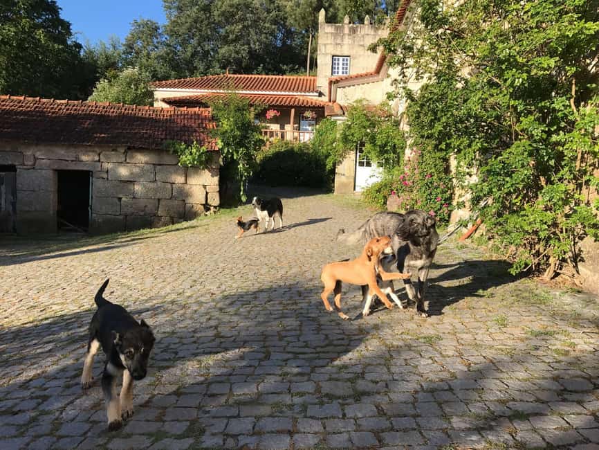 Douro Valley: Traditional Cooking Class, Farm Tour and Lunch - Sitting Down to the Shared Meal