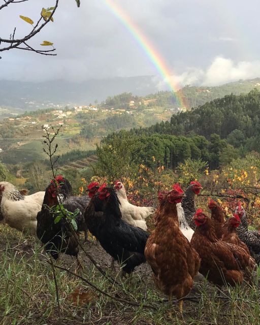 Douro Valley: Traditional Cooking Class, Farm Tour and Lunch - Fabio, Alfredo, and the Farm’s Future