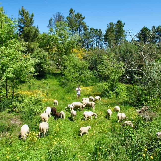 Douro Valley: Traditional Cooking Class, Farm Tour and Lunch - The Welcome Table: Cheese, Bread, Wine, and More