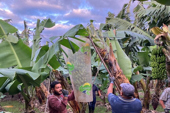 Eco banana farm Tour - Sustainability with substance