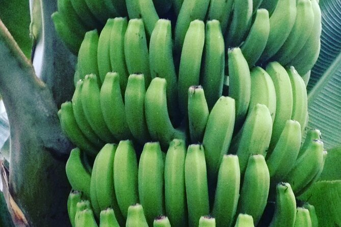 Eco banana farm Tour - Price, timing, and what you receive
