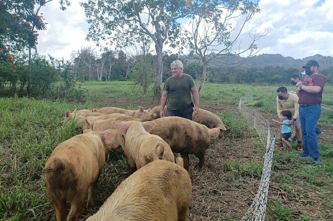 Eco Friendly Farming Tour to Explore Dorado's Most Beautiful Farm - Adding the three-mile Giant Grass Maze