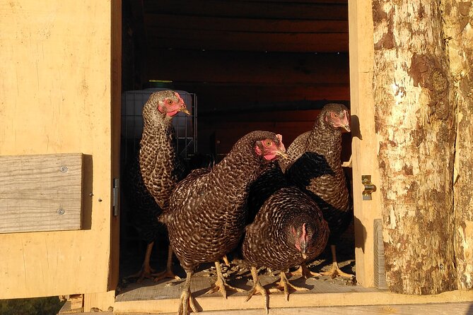 Ecotourism: Organic Farm & Animal Tour near Serra da Estrela - A Farm-to-Table Tasting Worth Building Into Your Plans