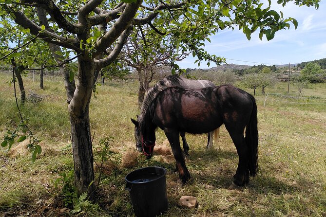 Ecotourism: Organic Farm & Animal Tour near Serra da Estrela - Practical Lessons on Permaculture and Self-Sufficiency