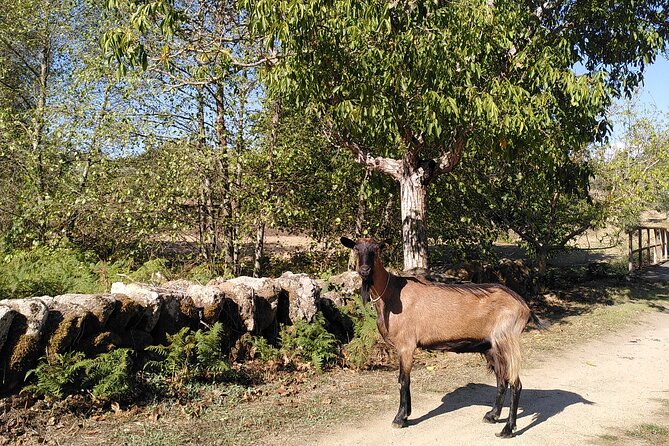 Ecotourism: Organic Farm & Animal Tour near Serra da Estrela - The Warm, Family-Run Feel