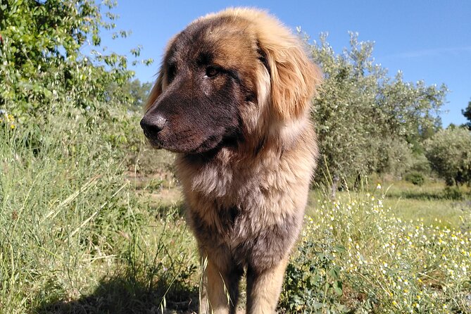 Ecotourism: Organic Farm & Animal Tour near Serra da Estrela - Booking, Price, and Cancellation Details
