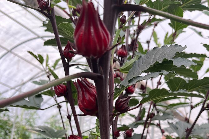 Edible Hibiscus Guided Farm Tour (Big Island) - Key things to know before you go