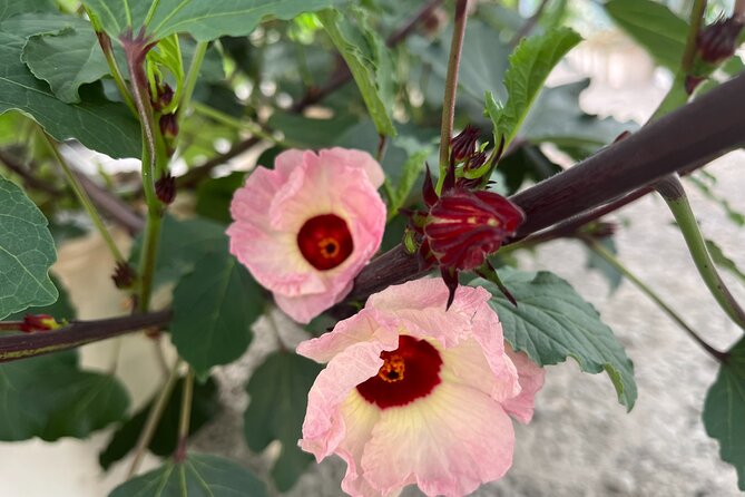 Edible Hibiscus Guided Farm Tour (Big Island) - Starting with Hawaii agriculture and hibiscus basics