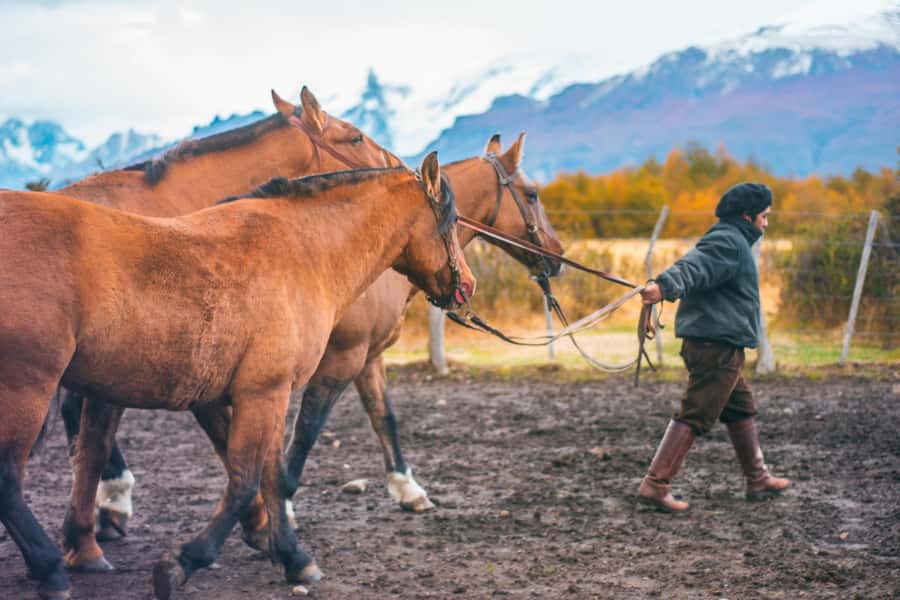 El Calafate: Nibepo Aike Ranch with Horseback Riding - Leaving El Calafate on the Path of the Estancias