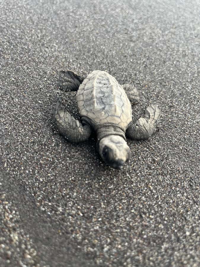 El Paredón: Sea Turtle and Salt Farm Tour - Meeting Neri or Santos at the port
