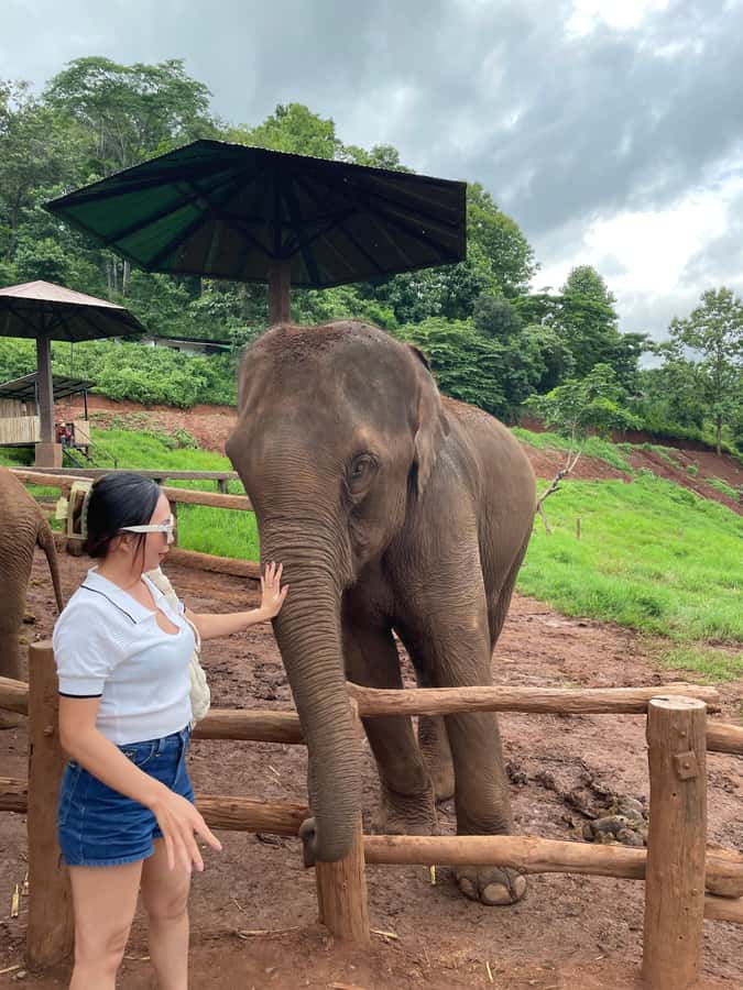 Elefin Farm & Cafe Half-day tour with Private Car - Why the private car makes this Chiang Mai outing easier
