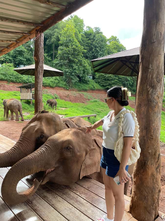 Elefin Farm & Cafe Half-day tour with Private Car - Two hours feeding elephants at Elefin Farm
