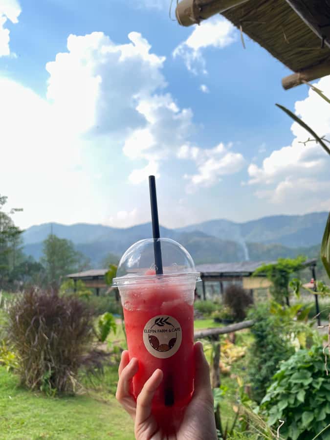Elefin Farm & Cafe Half-day tour with Private Car - Returning to Chiang Mai in a five-hour window