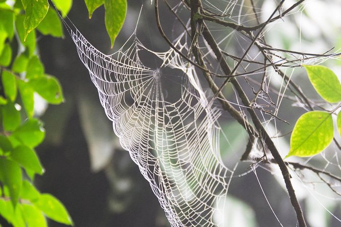 Escape Accra City to Aburi Gardens and Tetteh Quarshie Cocoa Farms - Guides can shape the experience