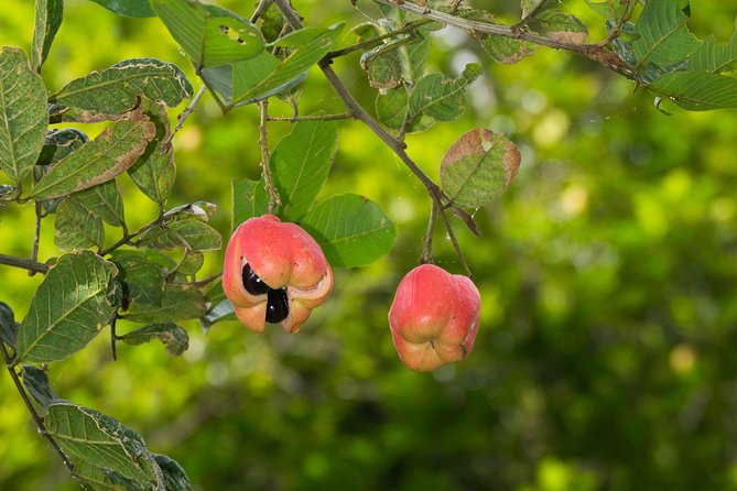Escape Accra City to Aburi Gardens and Tetteh Quarshie Cocoa Farms - Who should book this half-day outing?