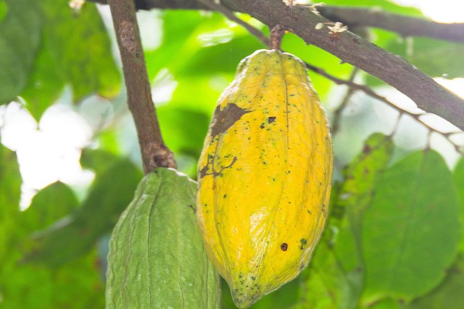 Escape Accra City to Aburi Gardens and Tetteh Quarshie Cocoa Farms - Two hours among the lawns at Aburi Botanical Gardens