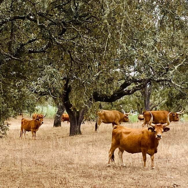 Évora: Cork Factory and Cork Farm Lunch included - A family restaurant and the flavors of Alentejo