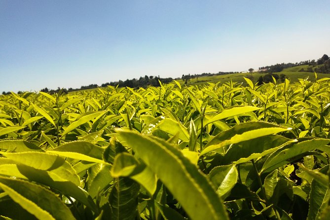 Excursion to Kiambethu Tea Farm - Why Kiambethu Farm makes a good Nairobi day trip
