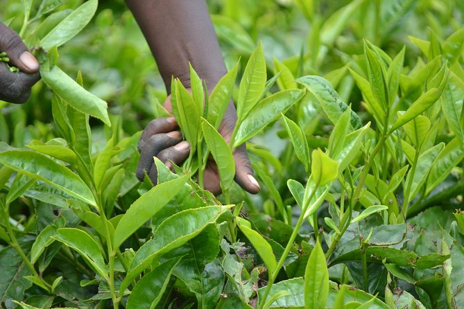 Excursion to Kiambethu Tea Farm - Walking through Kenya’s first tea plantation