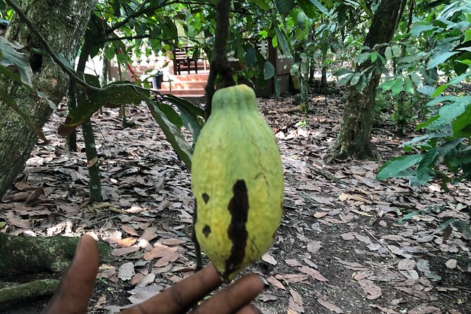Experience Boti Waterfalls, Aburi Botanical Gardens & Tetteh Quarshie Cocoa Farm - Guides, private touring, and the value of $175