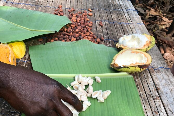 Experience Boti Waterfalls, Aburi Botanical Gardens & Tetteh Quarshie Cocoa Farm - Tetteh Quarshie Cocoa Farm and the taste of fresh cocoa