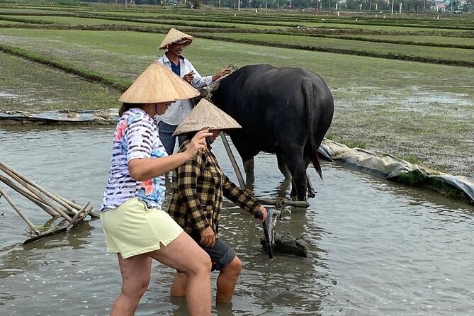Experience Buffalo Ride and Farmer in Hoi An - Preparing the field and planting young rice