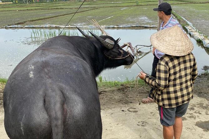 Experience Buffalo Ride and Farmer in Hoi An - How the 30-minute schedule affects the experience