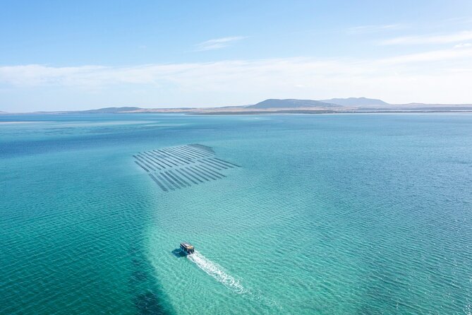 Experience Coffin Bay Oyster Farm and Bay Tour - Wading through the oyster farm