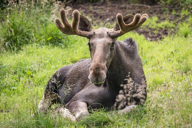 Experience Reindeer Farm and Ranua Wildlife Park in Rovaniemi - Key points at a glance