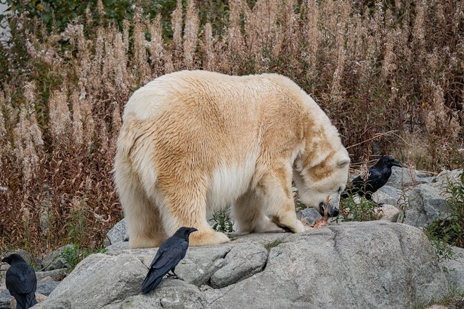 Experience Reindeer Farm and Ranua Wildlife Park in Rovaniemi - What the farm visit does best