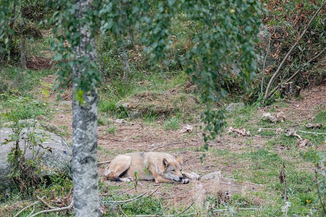 Experience Reindeer Farm and Ranua Wildlife Park in Rovaniemi - Walking Ranua’s 2.5-kilometer route