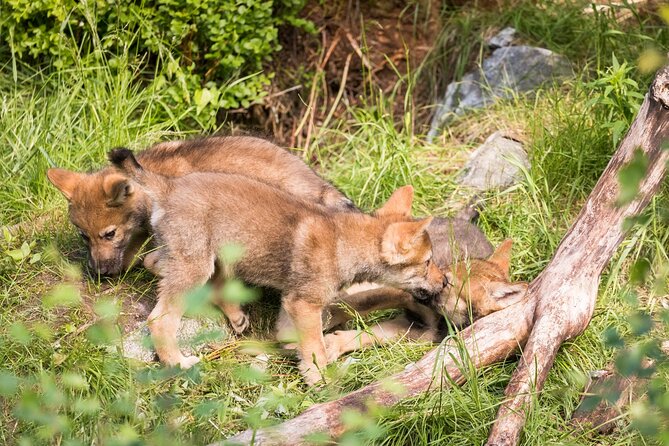 Experience Reindeer Farm and Ranua Wildlife Park in Rovaniemi - How the small group changes the day