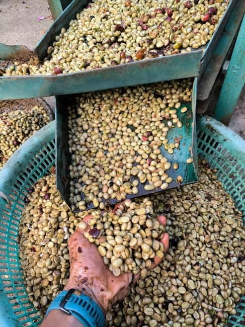 Experience specialty coffee with sustainable coffee farmers - Sustainable farming, explained by the farmer