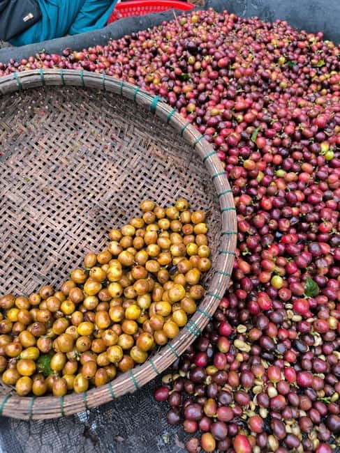 Experience specialty coffee with sustainable coffee farmers - Meeting Huy at HuyEco Coffee & Culture