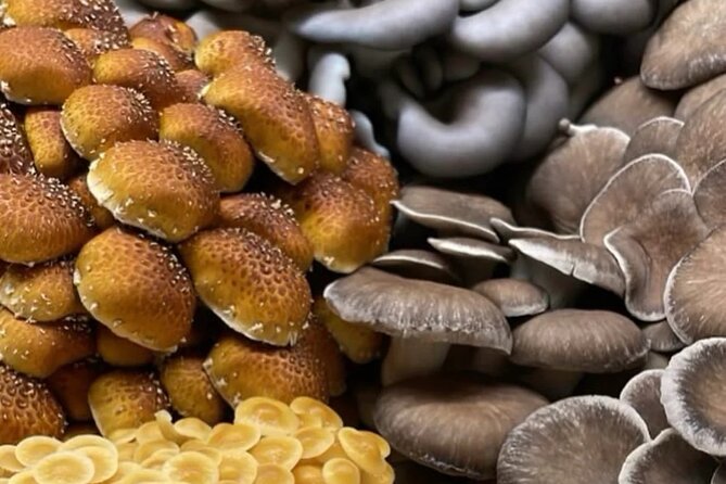 Explore Chicago’s Indoor Mushroom Farm Experience - Four Star Mushrooms at a glance