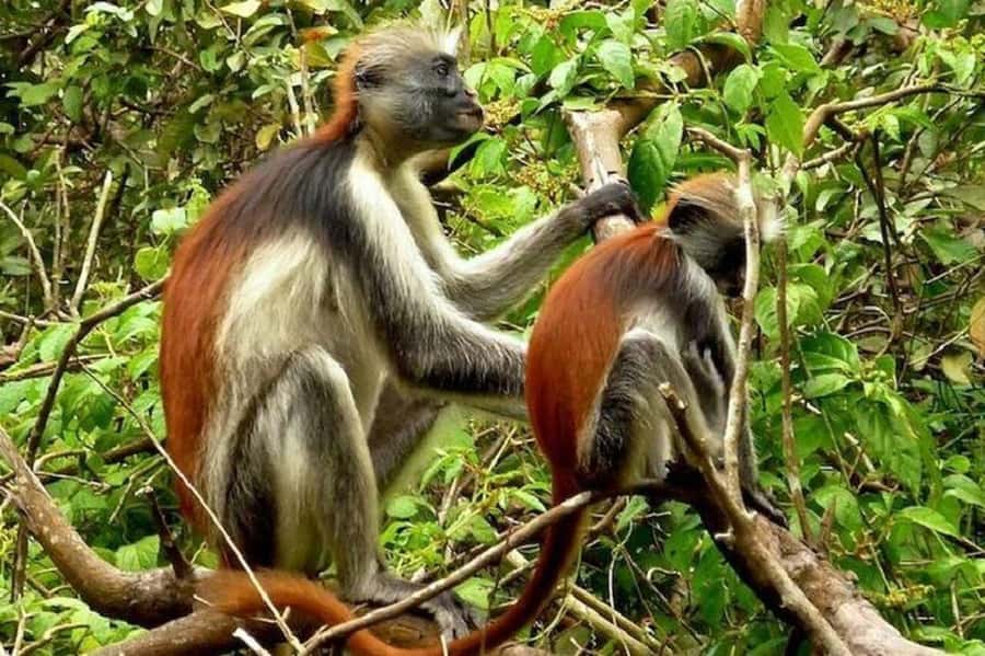 Explore Jozani Forest and Zanzibar Spice Farm - The Mangrove Boardwalk and Zanzibar’s Coastal Ecology